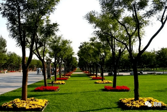 树阵景观竟然这么美