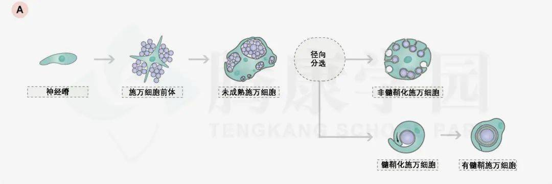不只是修复与保护一种特化的施万细胞的研究