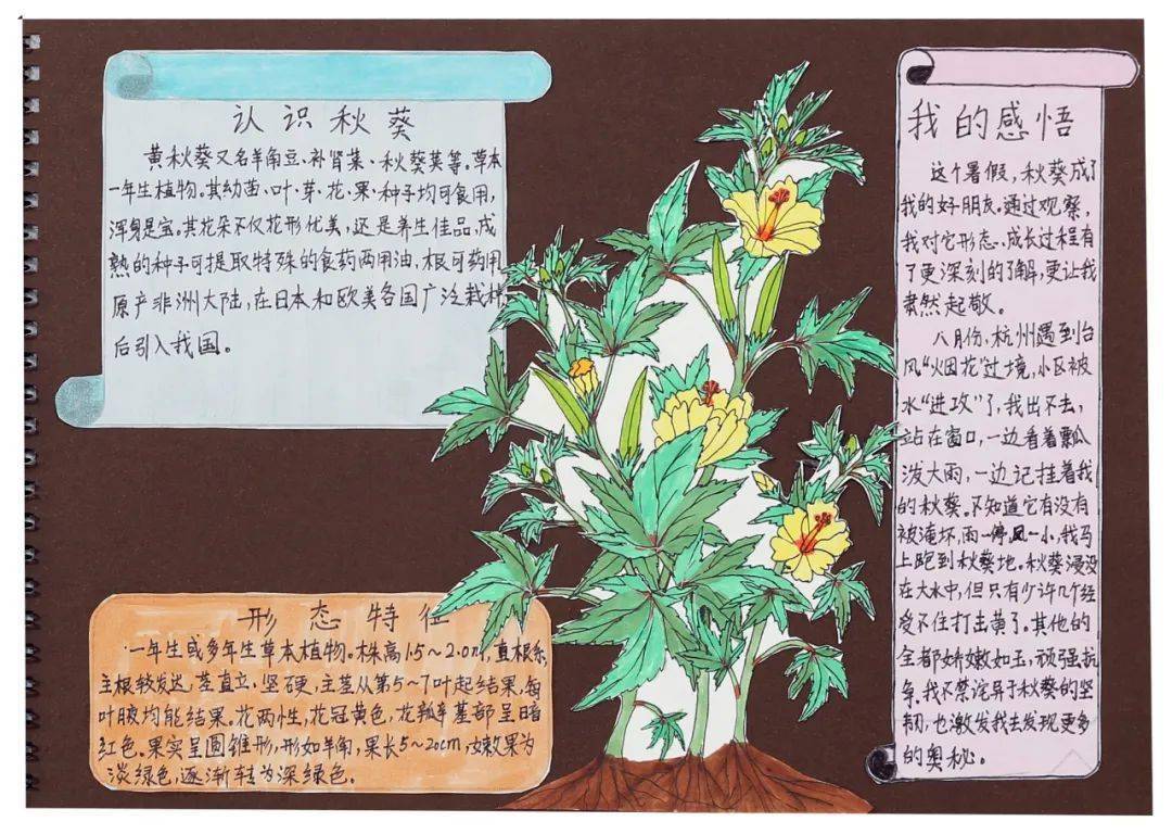 "五一"低碳云科普系列 | 自然笔记欣赏no.02_黄秋葵_作品_大赛