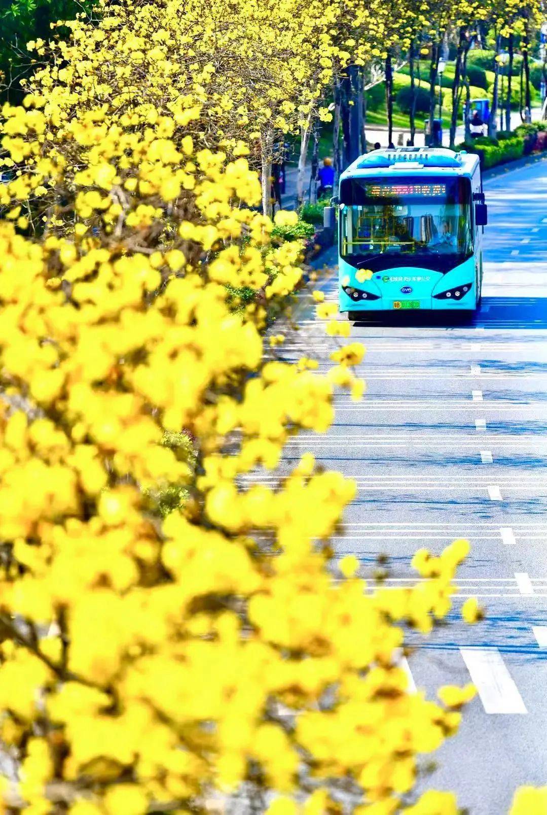 深圳这地方变成风景线，网友：还有什么理由不爱这座城