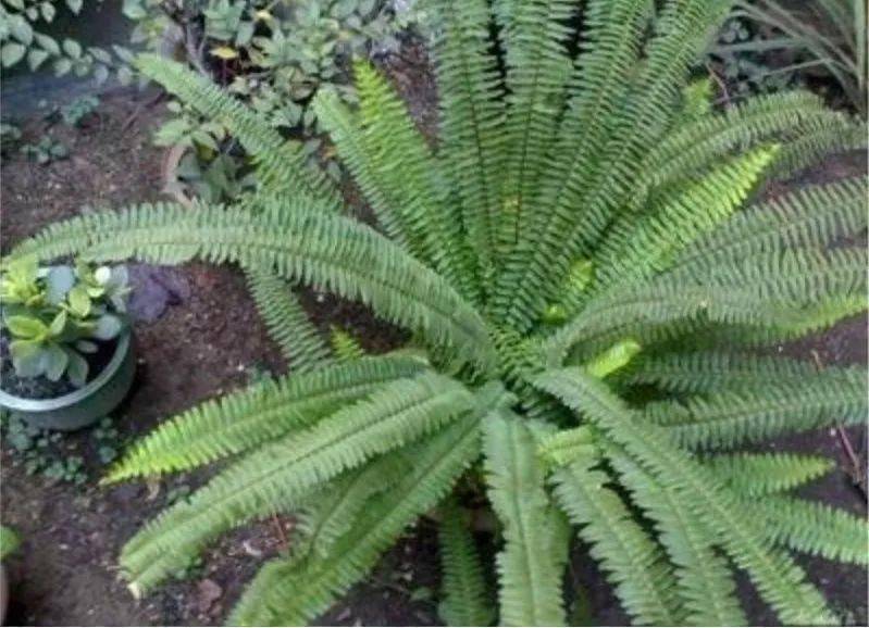 超能力的"重金属富集植物"