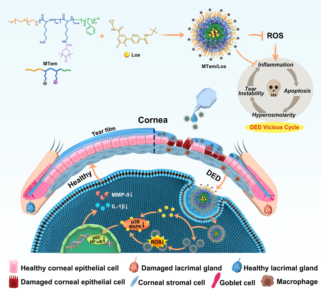双效抗氧化抗炎聚肽纳米胶束mtem/los的合成及治疗示意图.