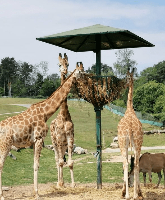 pombia safari park是意大利北部的一个野生动物园,动物园和游乐园,由