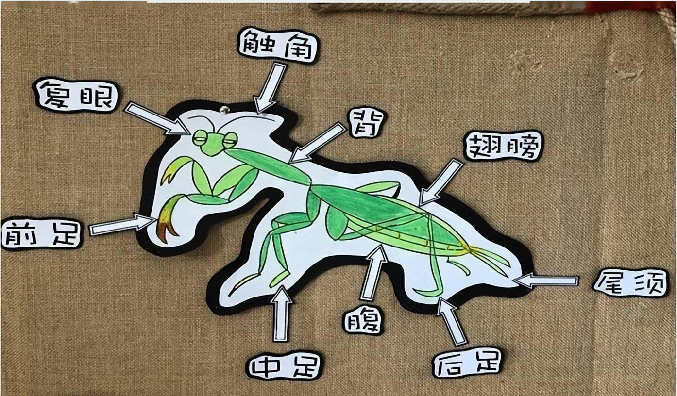 假设螳螂长到200公斤,与200公斤的老虎打一架,谁会更胜一筹?