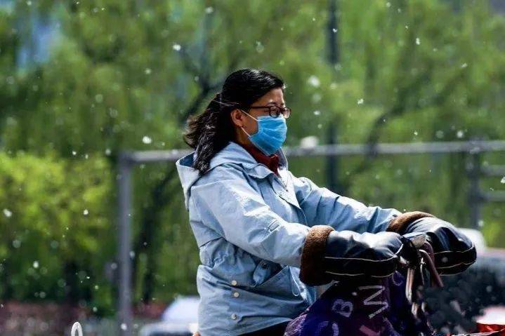 阜阳又开始了._杨絮_杨树全_柳絮