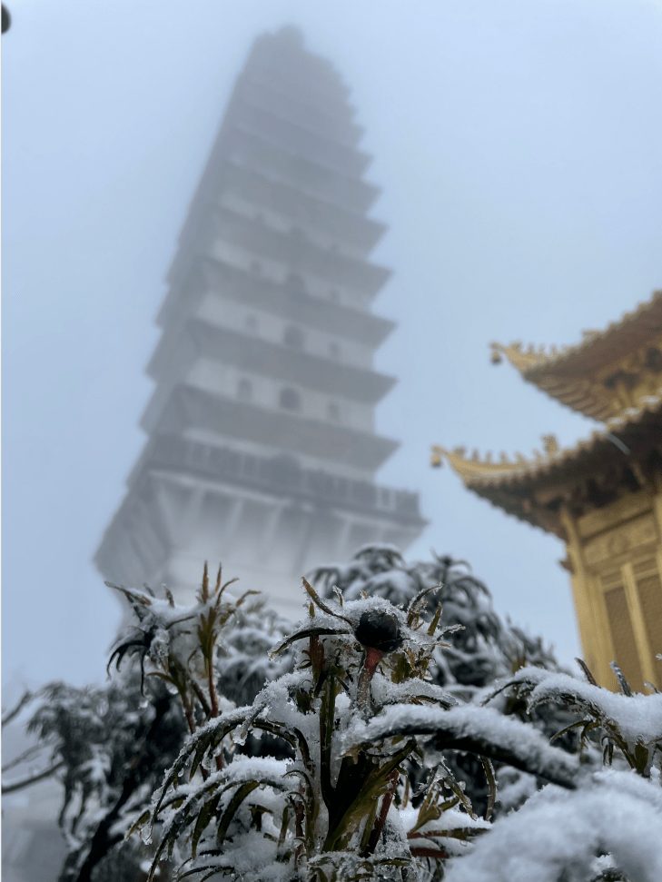 快看！大理宾川鸡足山五月瑞雪甚美