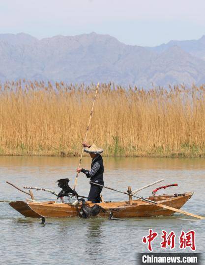 宁夏沙湖“鸬鹚捕鱼”成靓丽风景