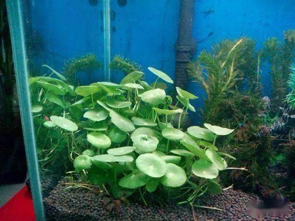 铜钱草才是"养鱼"大户,特殊的"共生",一个爆盆,一个爆缸_鱼缸_好处