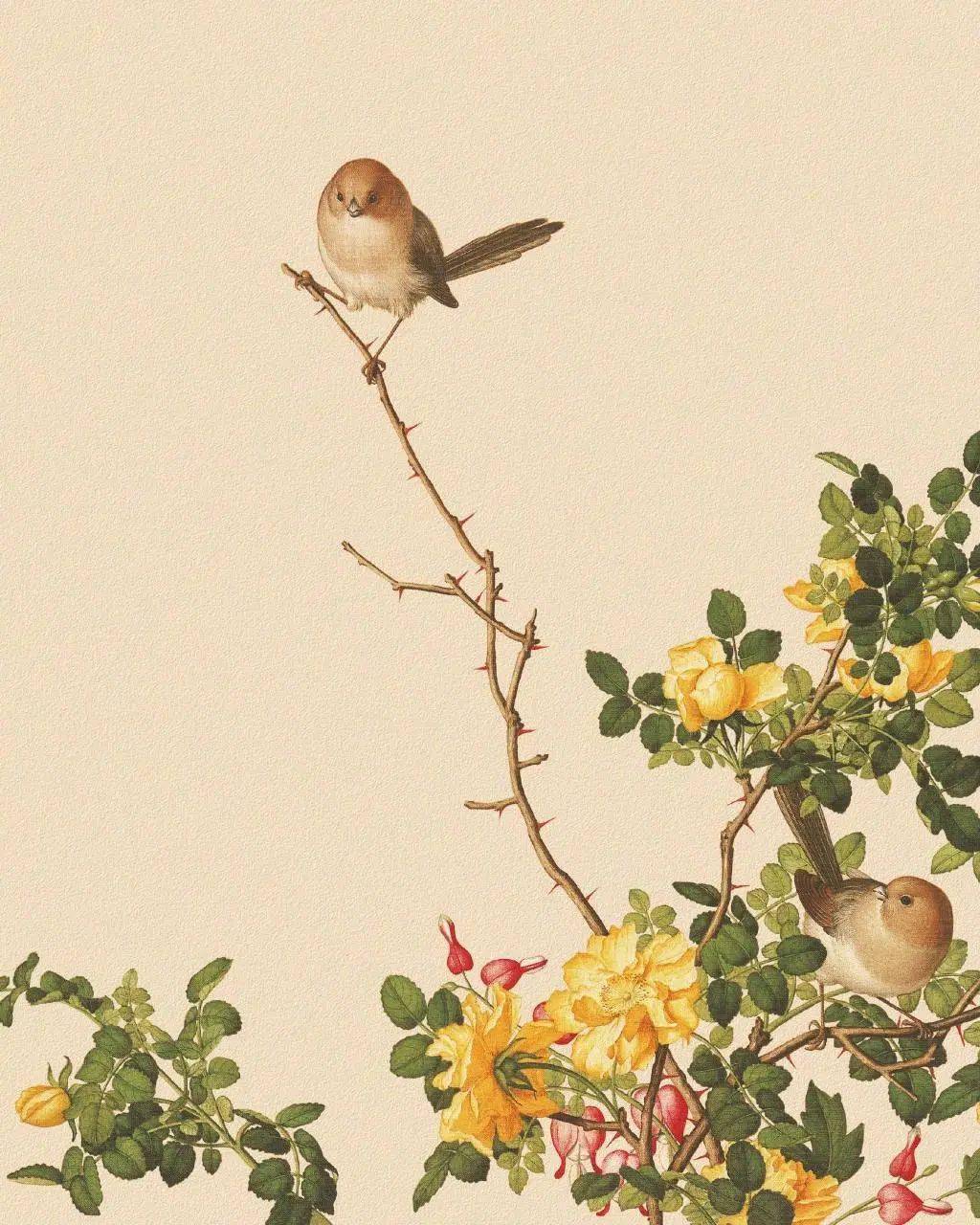 郎世宁花鸟工笔画，技法纯熟，雅致极了_搜狐网