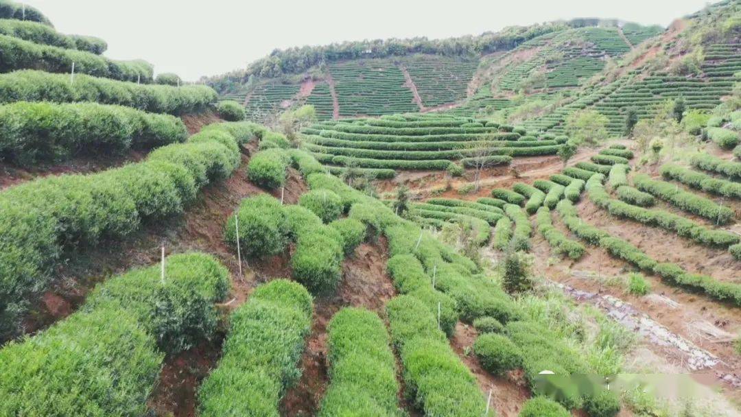 怀集新岗茶场图片