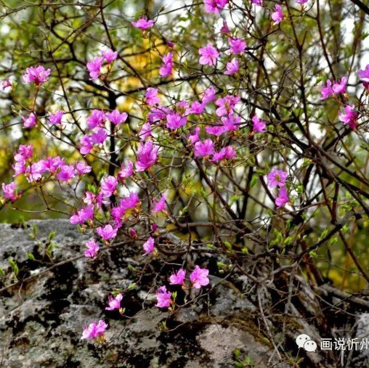 驼梁风景区迎红杜鹃花绽放_园艺_园林_迎风