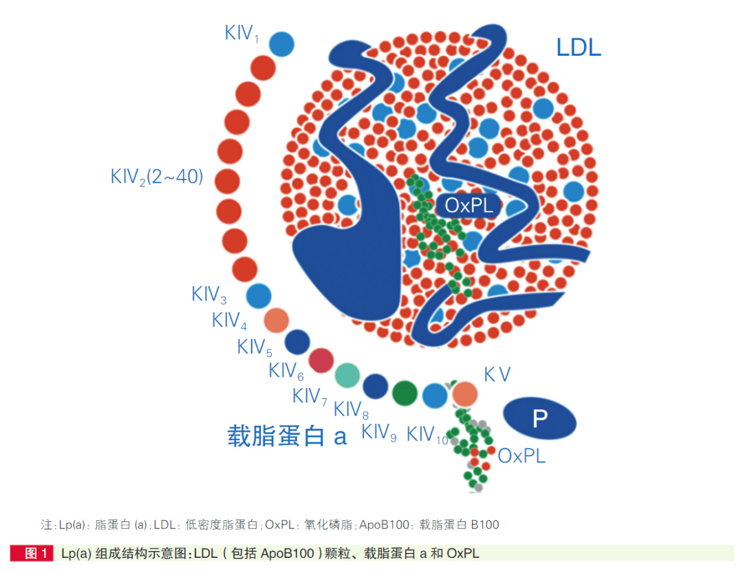 脂蛋白a偏高图片