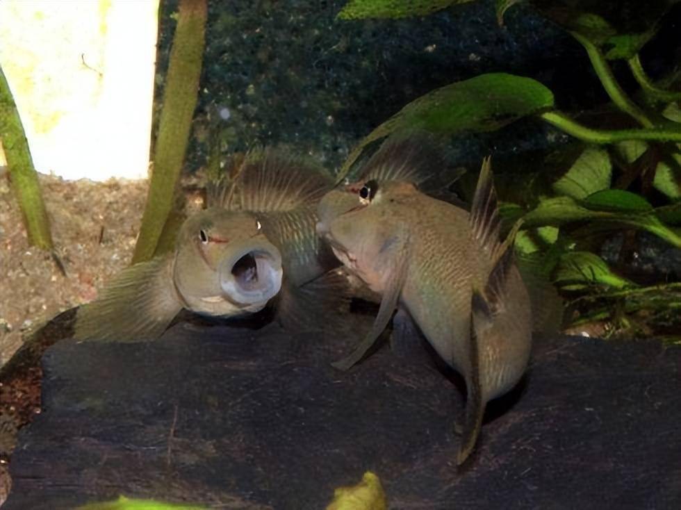 被某些鱼友笑死了难道观赏鱼打架还必须保持优雅的身姿