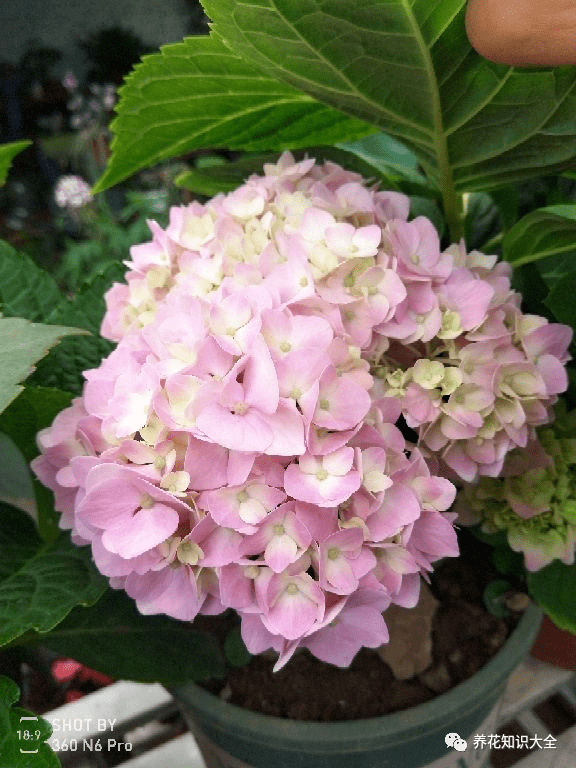 绣球一直不开花真是愁死人原来问题出在这