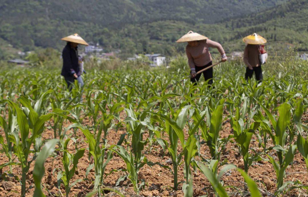 组图丨锄禾日当午好一幅万山初夏劳作图