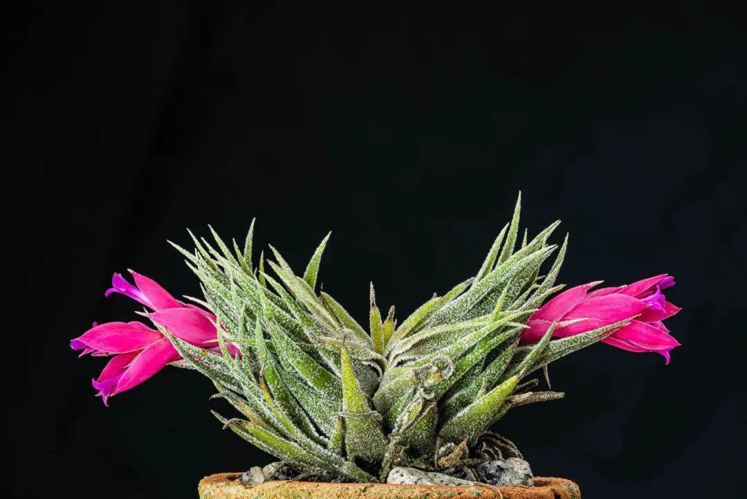 空气凤梨欣赏 | 空气凤梨的花儿_gastin_jorge_内容