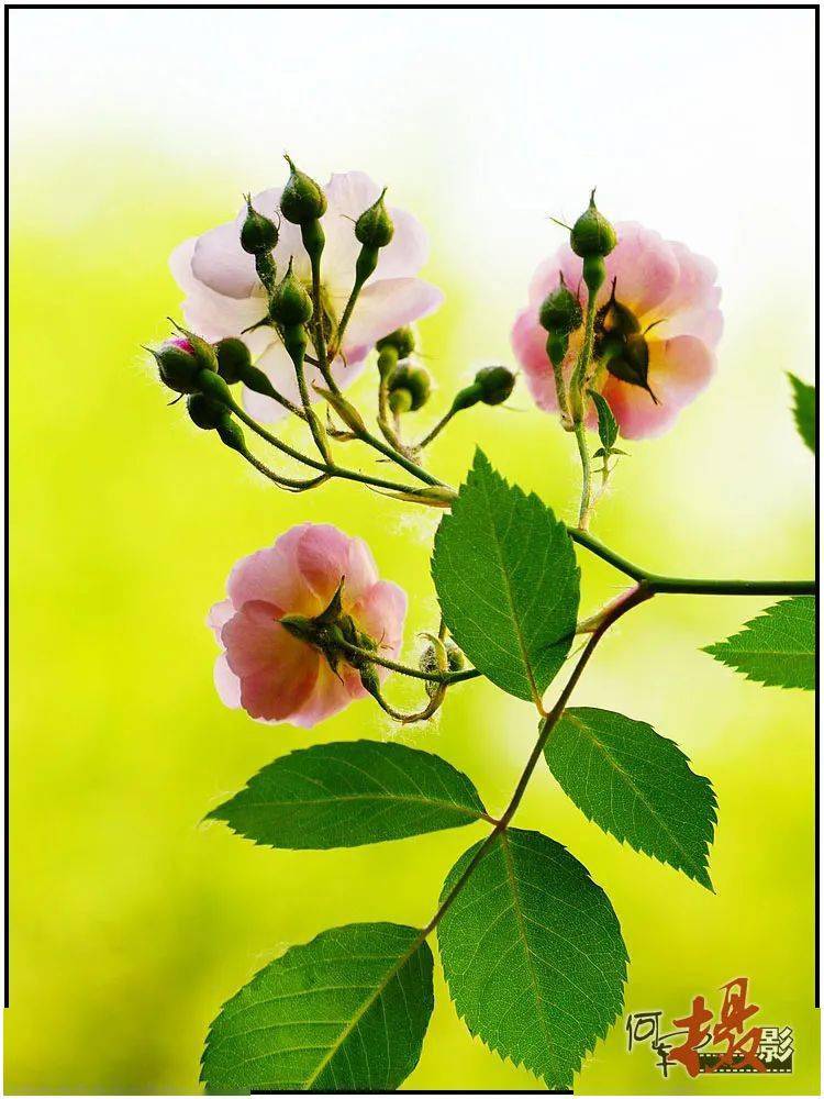 五一宅居拍蔷薇 牡丹 叶叶柔 花开之