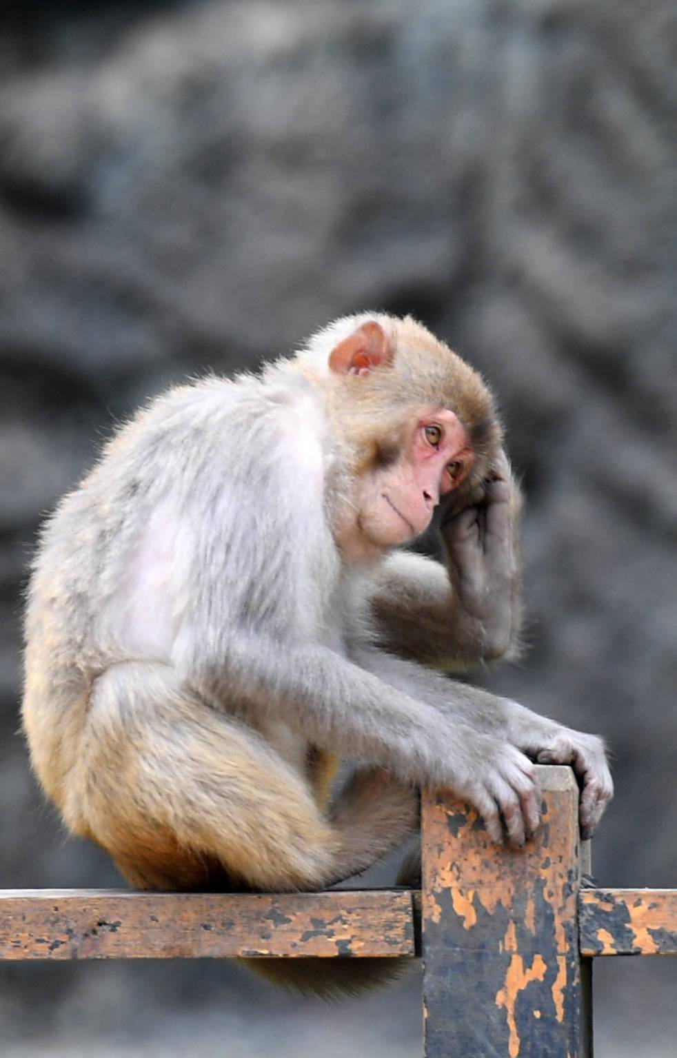 广西凤山青山猴趣助振兴