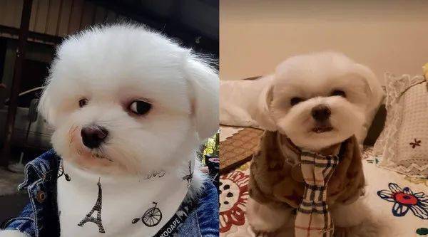 傲娇马尔济斯被摸头后想刀一个人的眼神是藏不住的
