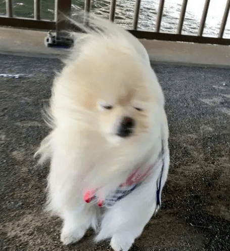 被大风吓得一晚没睡好大风降水降温注意防范