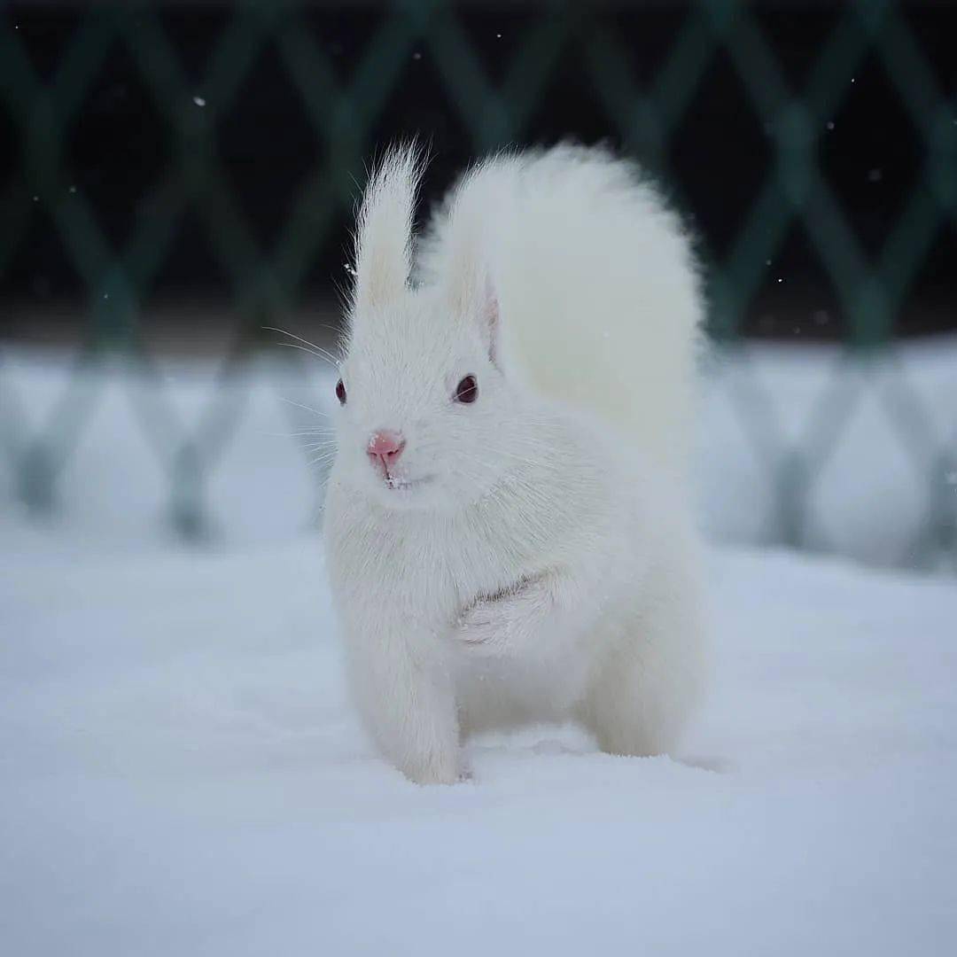 世界上非常非常罕见的白松鼠雪地里的精灵