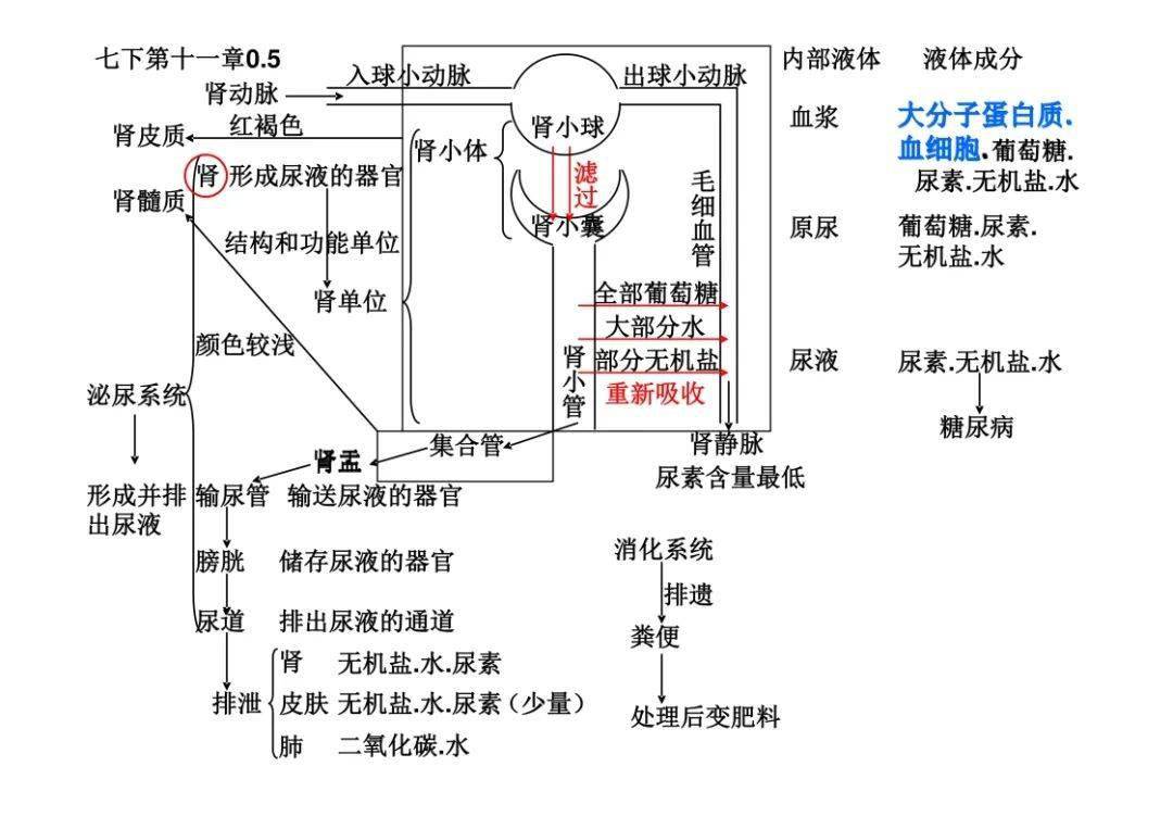 初中生物复习知识点中考复习专用思维导图