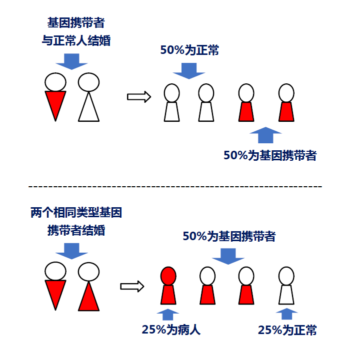 这个遗传病两广高发58世界地贫日医生教你远离地中海