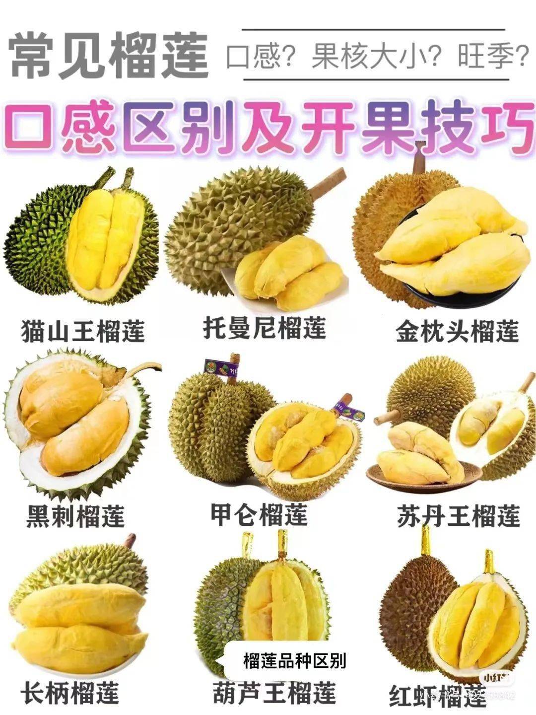 榴莲季来了4步教你如何挑选皮薄肉多的靓榴莲