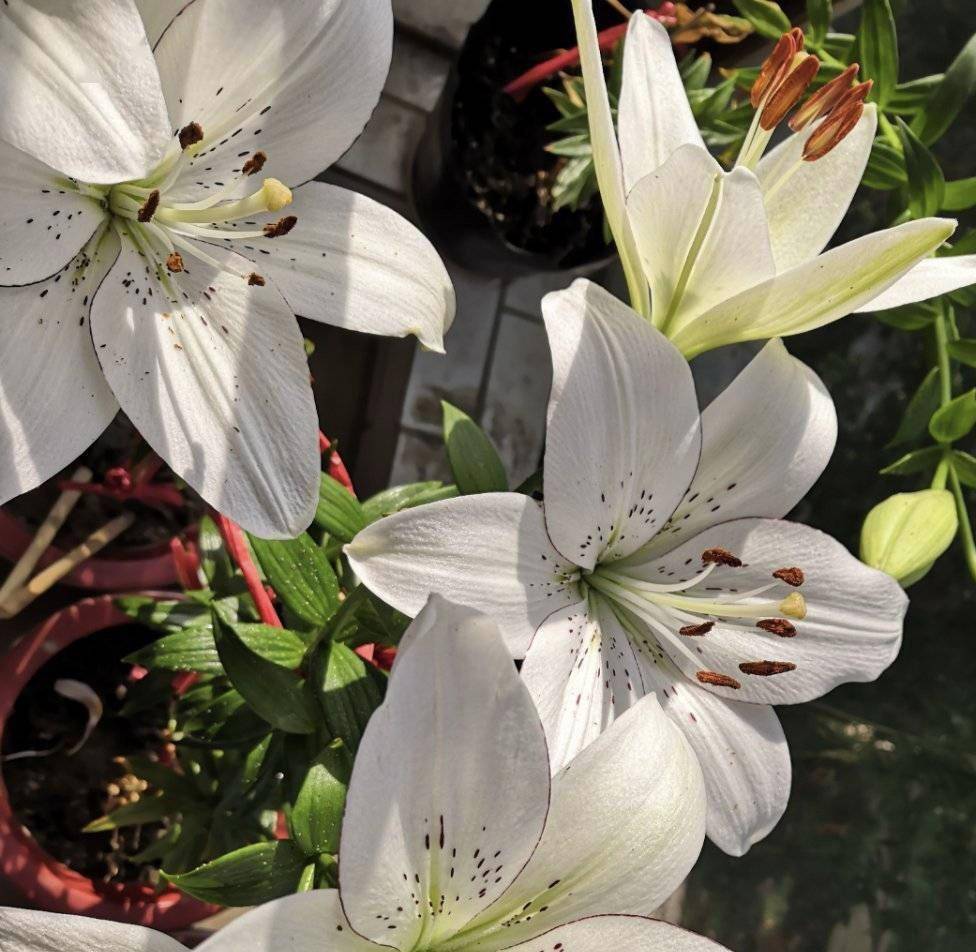 养好百合花 做好这 3点 一株花苞三十个 开花惊艳又芳香 百合科 枝条 种球