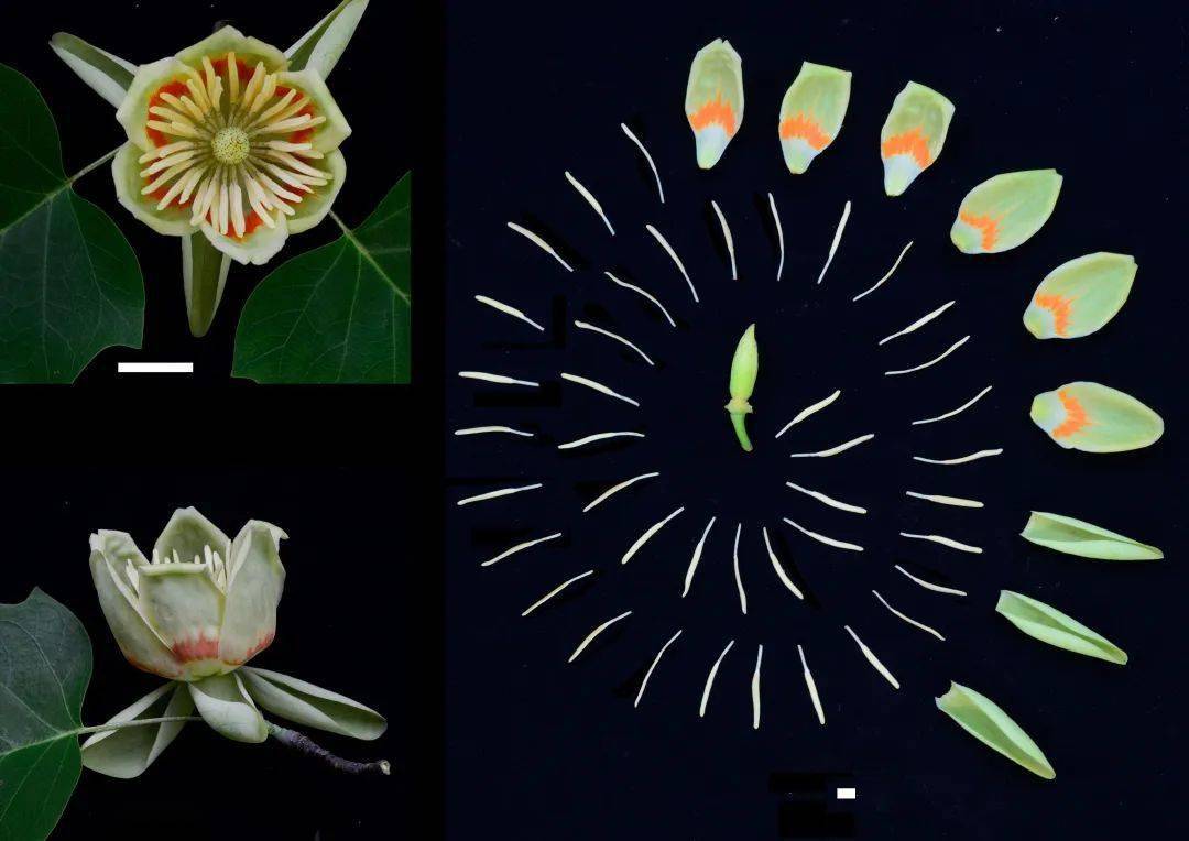 圖2鵝掌楸盛花期花的解剖(比例尺:2 cm;排布參考