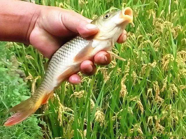在稻田里也可以养鱼鱼肥稻壮农民脸上乐开了花