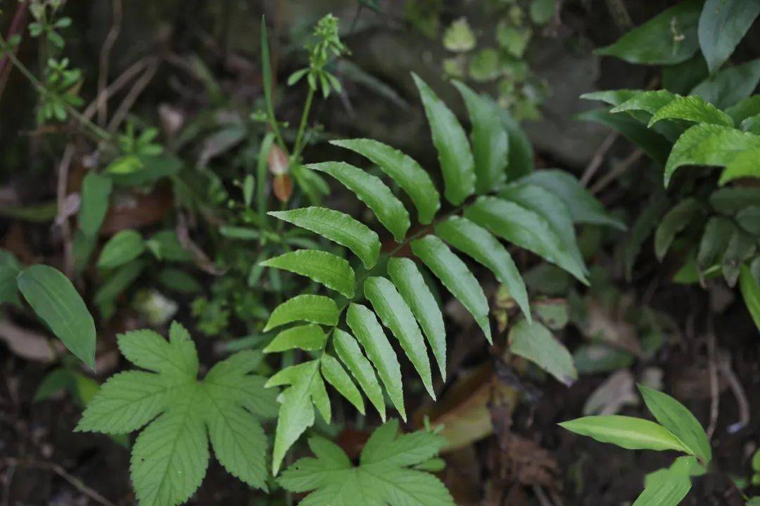 華南鐵角蕨