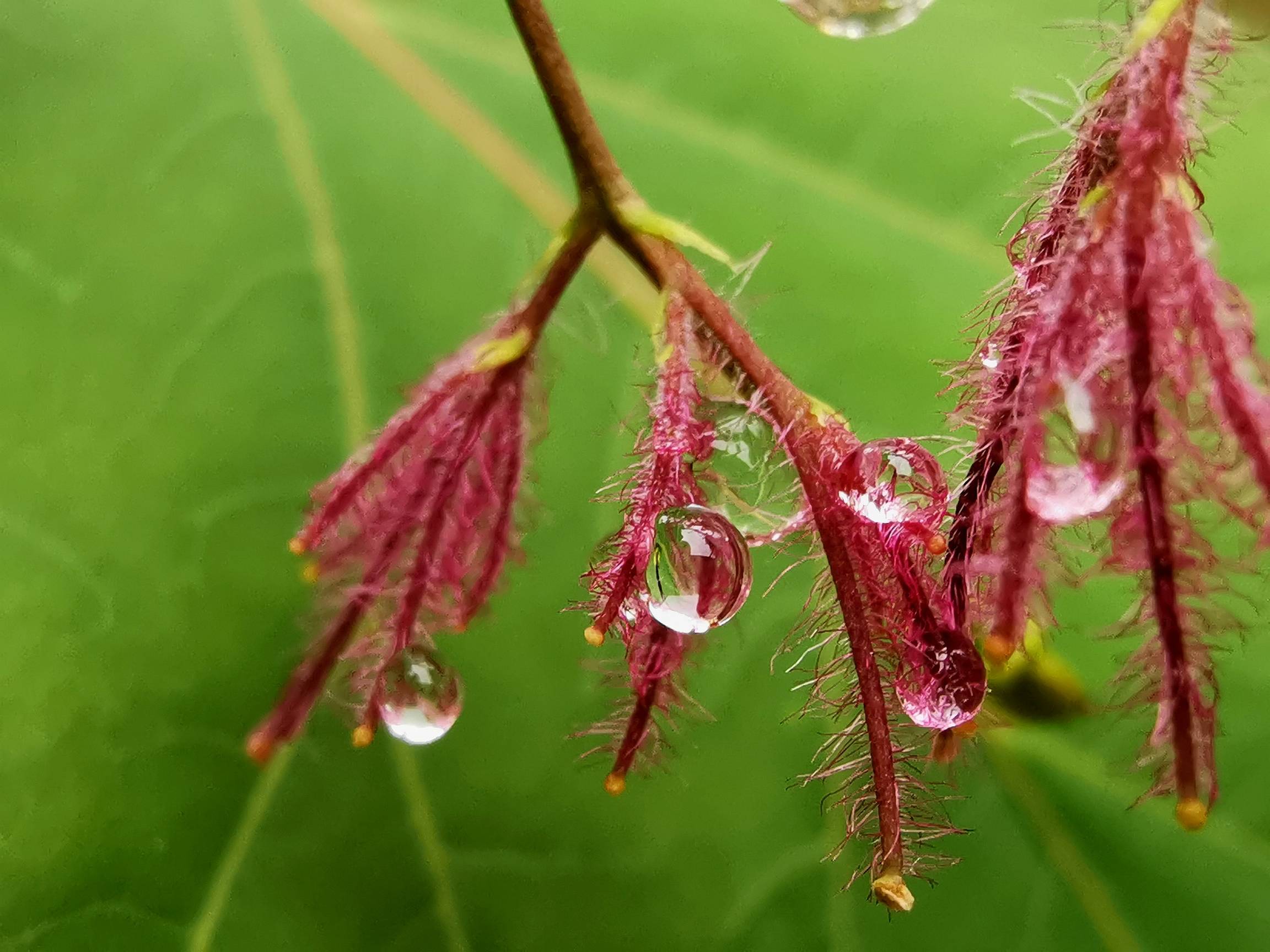 雨后清晨图片图片