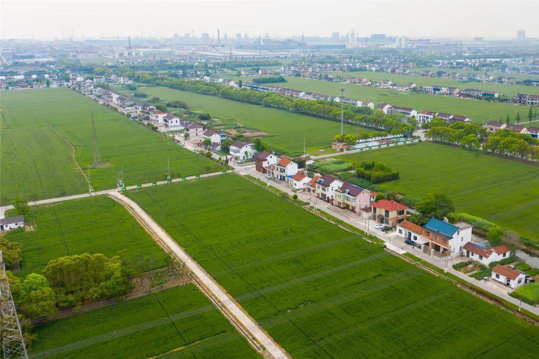 锦丰这个村美哉