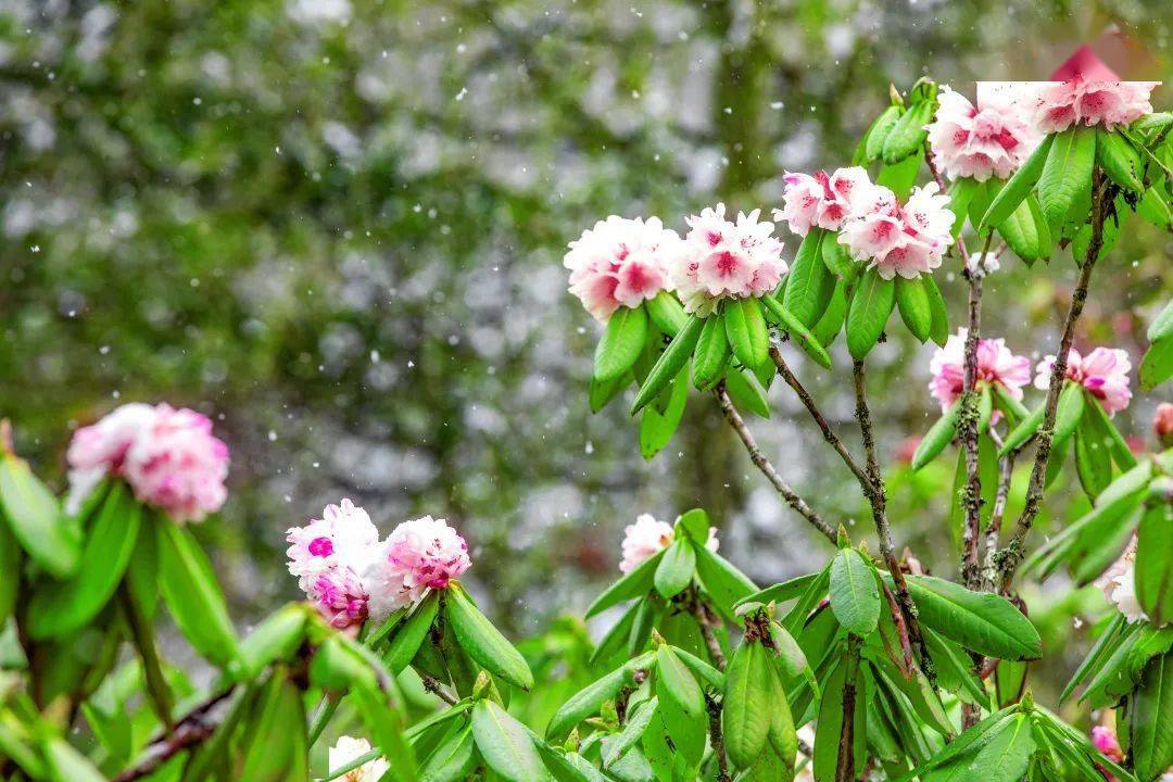 毕棚沟雪山下的花海