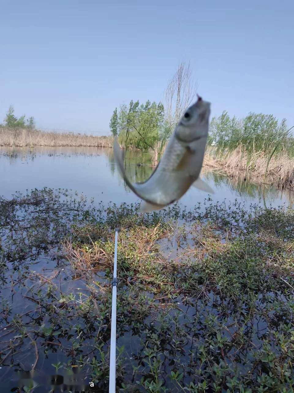 捡垃圾再探小小芦苇荡浪里白条疯狂上