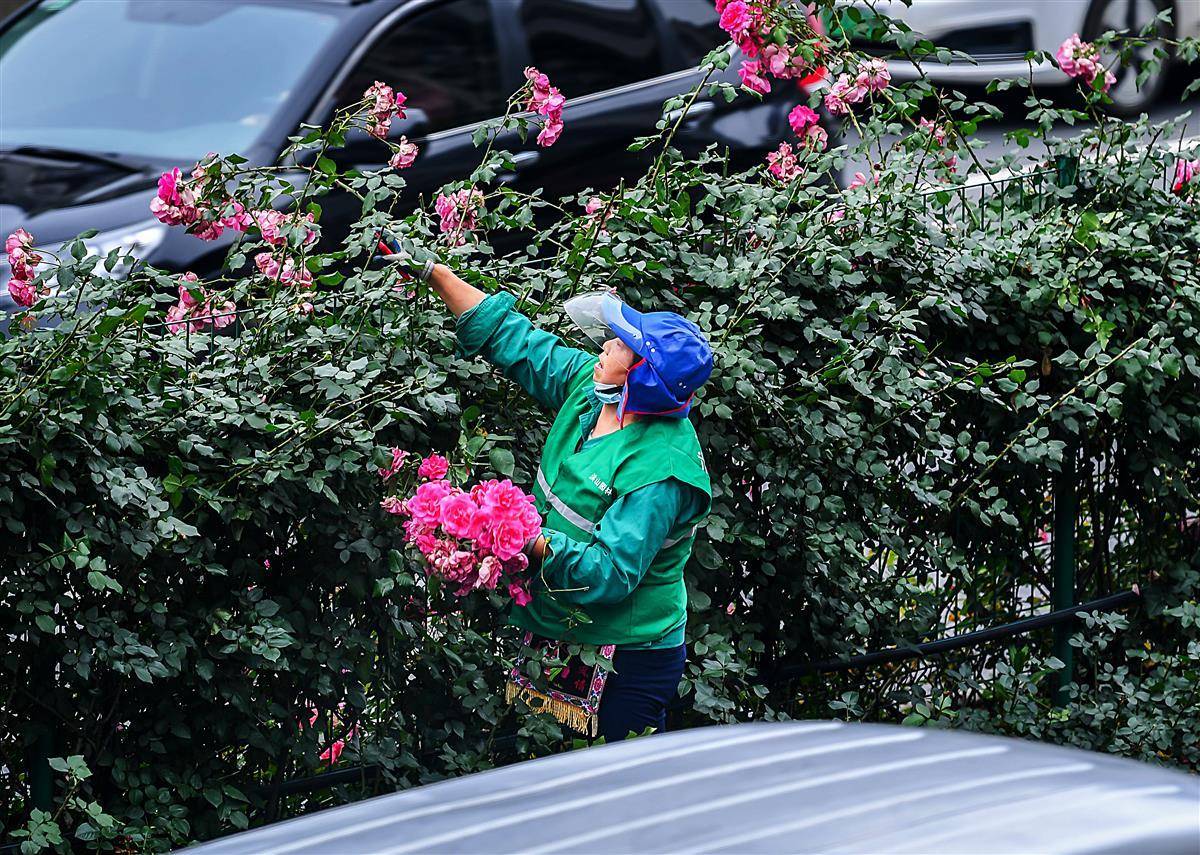 下一茬花开更旺盛及时修剪月季残花(图3)