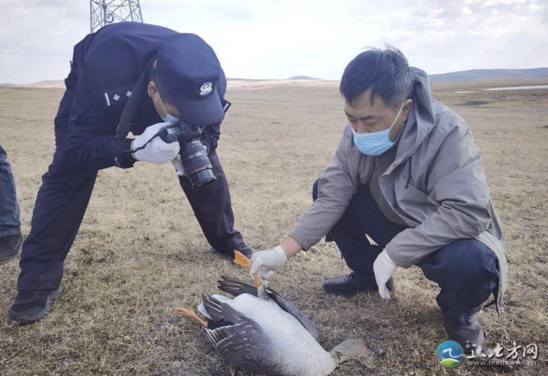为喝水34只豆雁 折翼 高压线 死体 进行 死亡