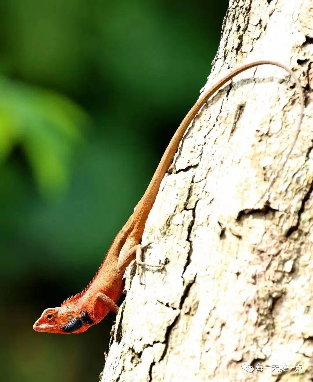 67新宠变色树蜥