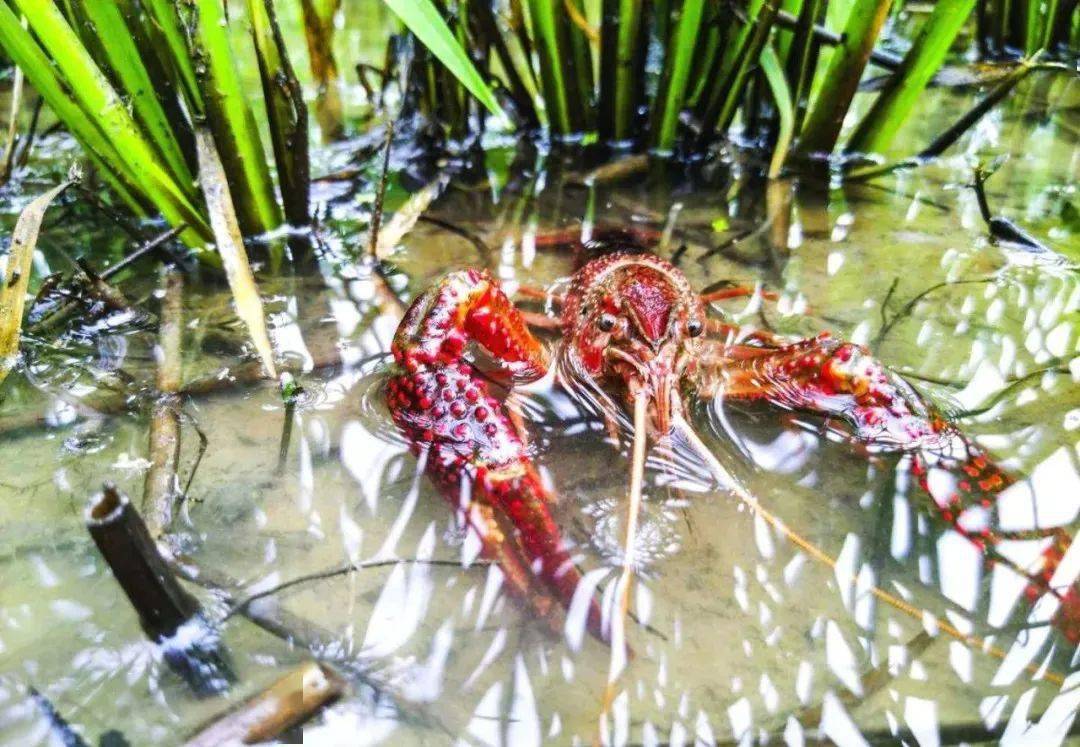 都是当地清水稻田虾而且个头都是3到5钱的虾我们选的小龙虾的养殖基地