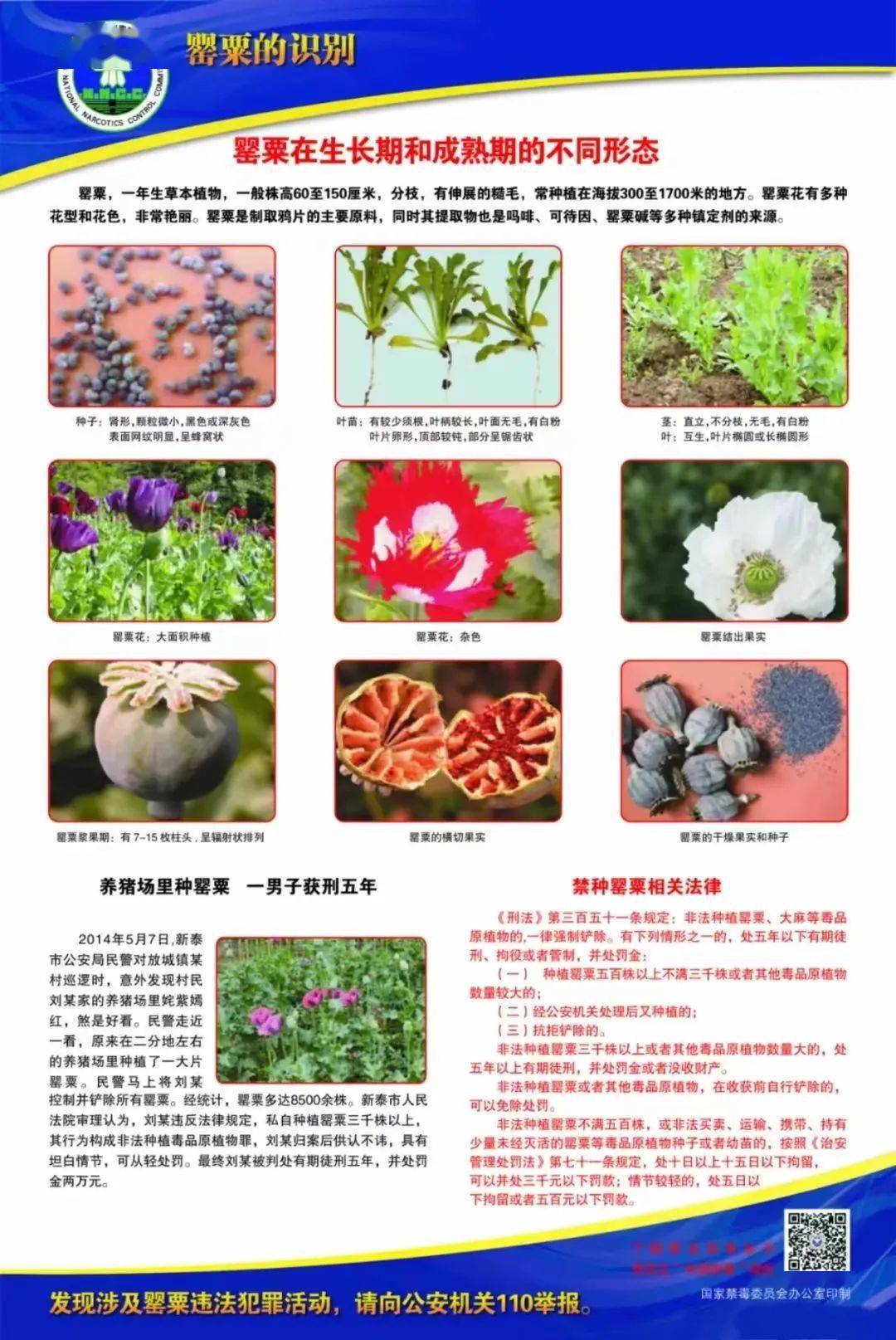 农业,林业等相关职能部门开展非法种植毒品原植物巡查,发现