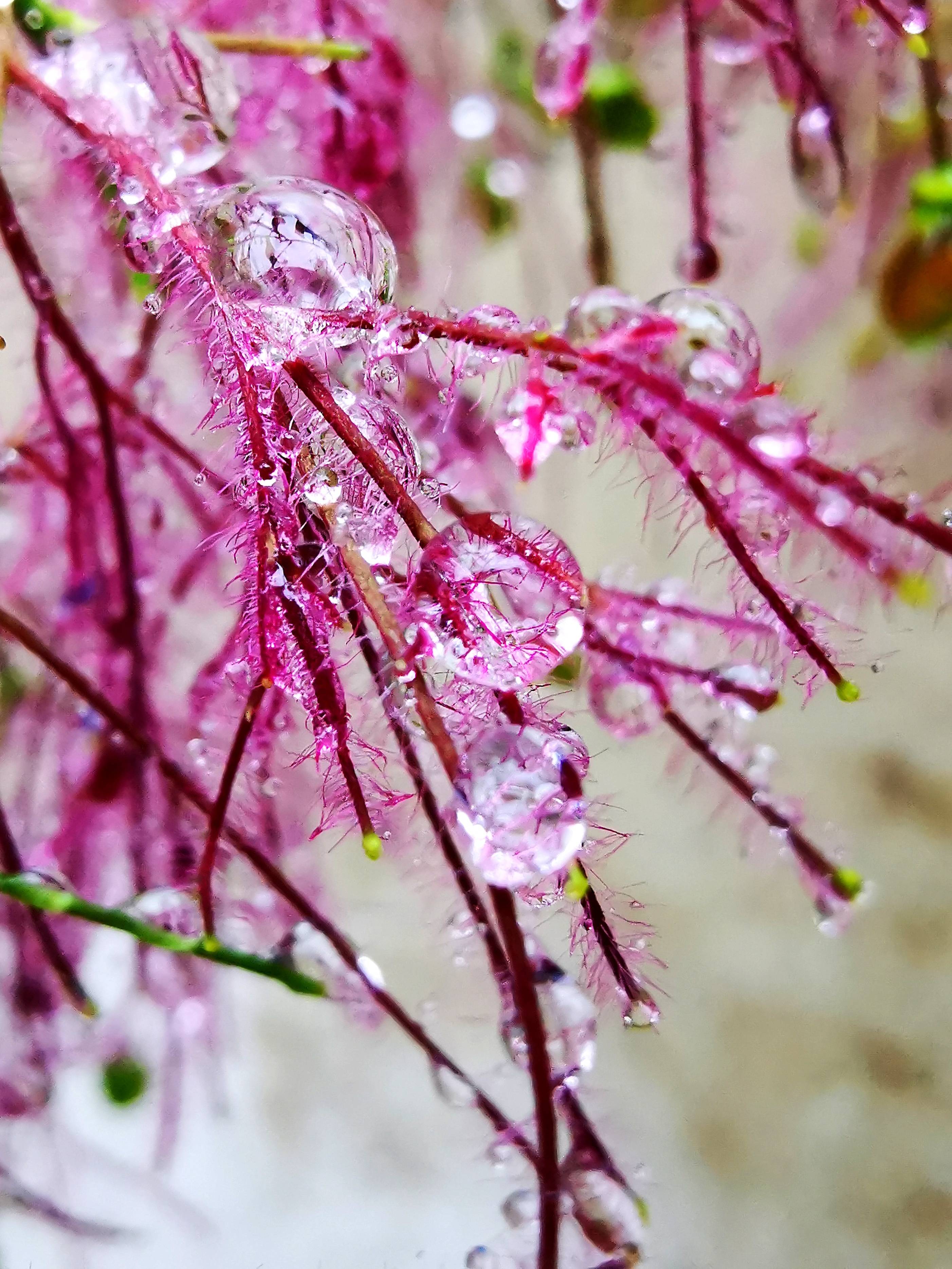 雨后清晨图片图片