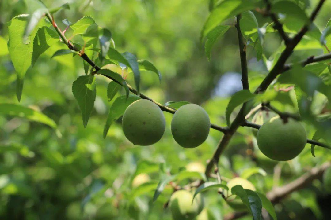 又是一年青梅季!_西山_梅子_太湖