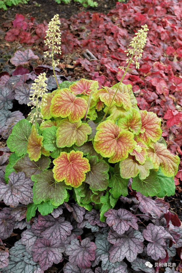 【宿根花卉】种苗订货季 花园的调色板植物-矾根