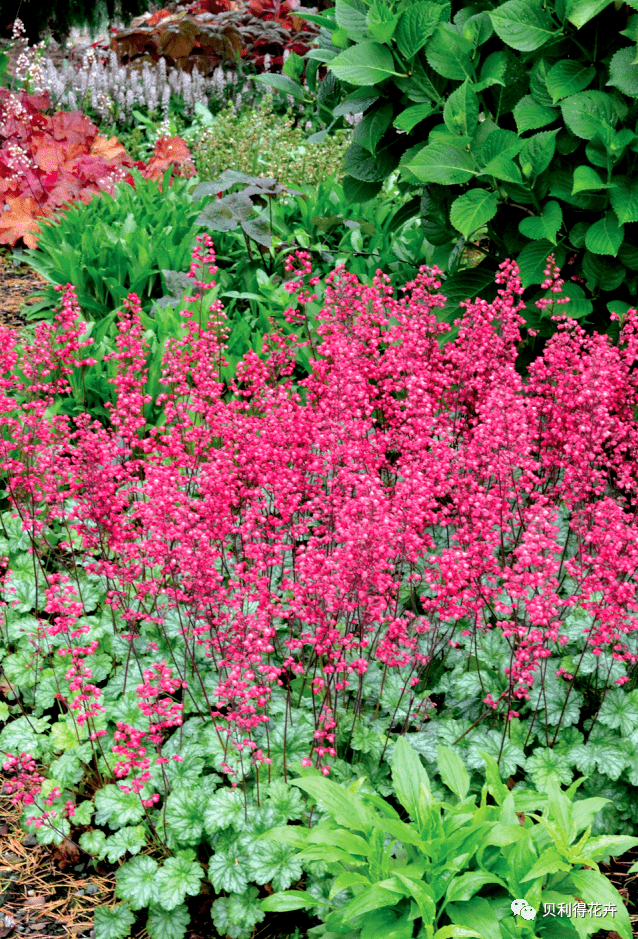 电石灰矾根 红辣椒矾根 花毯矾根 黄金斑马矾根 火神矾根 浆果莎莎