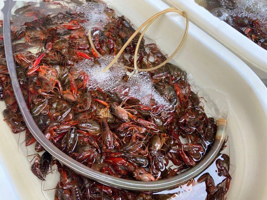 实地探访当涂小龙虾来了每斤价格居然达到