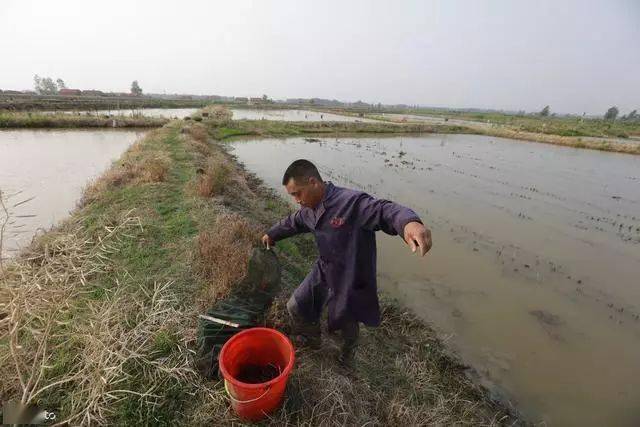 33种养殖 种养殖包括哪些