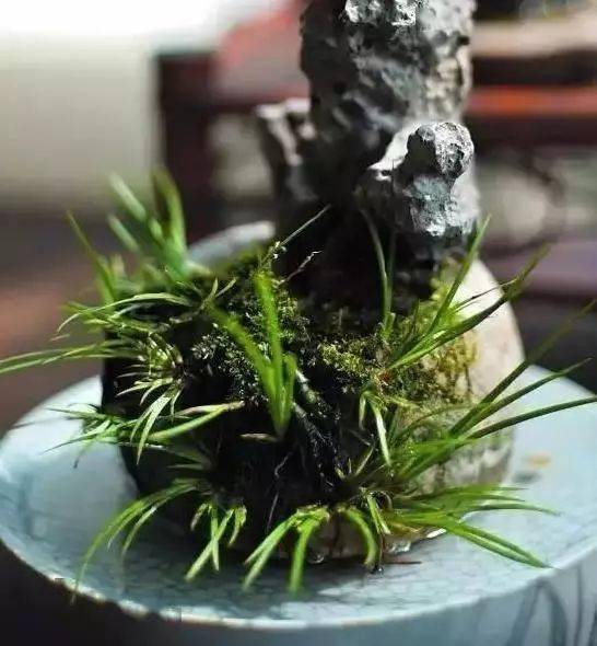 一盆菖蒲,清气出风尘_虎须_剃头_石上