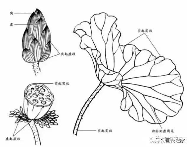 分享幾種畫法給你參考!_花瓣_變化_蓮蓬