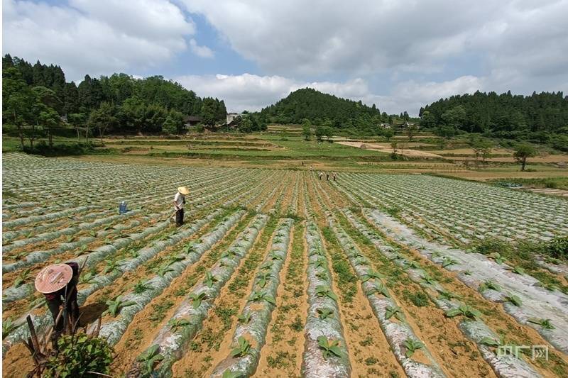 贵州金沙沙土3000亩烤烟进入管护期